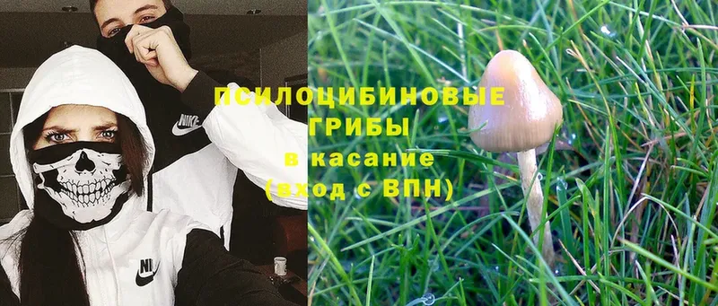 дарк нет какой сайт  Павлово  omg ONION  Псилоцибиновые грибы Magic Shrooms  купить закладку 